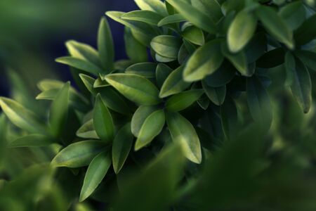 leaf, abstract green texture, nature background Green leaves pattern background