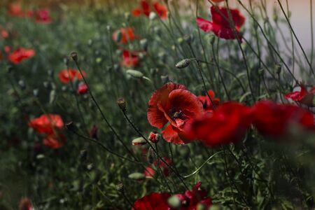 Red poppy flowers field. Poppy flowers.Close up poppy head.の写真素材