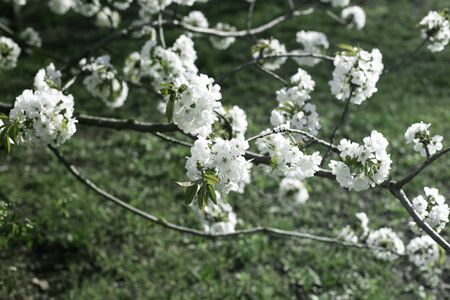 A branch of sweet cherry  with flowers. Spring flowering of the garden tree.Spring Cherry blossomsの写真素材