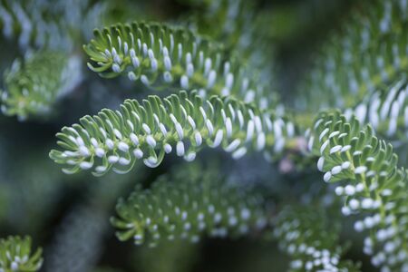 Fluffy fir tree brunch close up. Christmas wallpaper concept. Copy space.