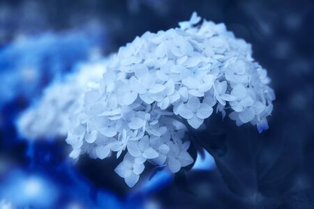 Hydrangea flower, one branch,Hydrangea flower on a background close-up, classic, blue, monochrome,...