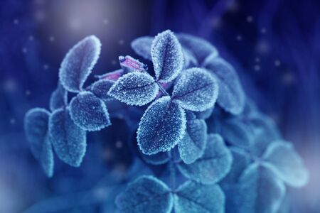 Winter weather. Rose leaves covered with hoarfrostの写真素材