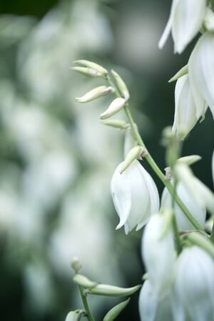 Decorative yucca plant. flowers of yucca. Blooming Yucca bush. Yucca bushes in bloom. Gardening Theme.の写真素材