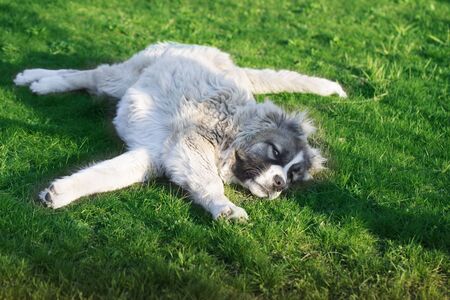 Cute Caucasian shepherd puppy. Caucasian shepherd dog is 6 month. Fluffy Caucasian shepherd dog is...