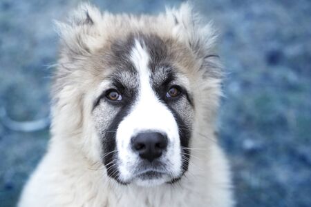 Cute Caucasian shepherd puppy. Caucasian shepherd dog is 4 month. Beautiful happy puppy is in an gardenの写真素材