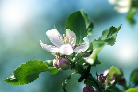 Apple Tree Blossoms with white and pink flowers.Spring flowering garden fruit tree. Beautiful Spring...