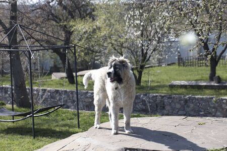 Caucasian shepherd dog is 7 month. Beautiful happy puppy is in a gardenの写真素材