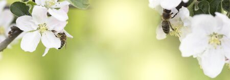 bee on a white flower on a tree.Bee picking pollen from apple flower.Bee on apple blossom.Honeybee...
