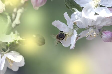 bee on a white flower on a tree.Bee picking pollen from apple flower.Bee on apple blossom.Honeybee...