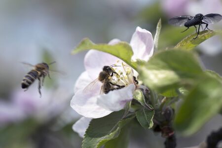 bee on a white flower on a tree.Bee picking pollen from apple flower.Bee on apple blossom.Honeybee...