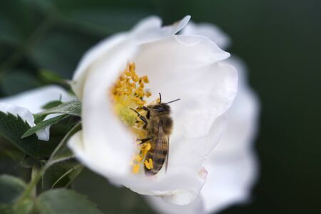 spring (summer) rose flower and bee. Bee on a flower. Bee on a white flower of  dog rose 