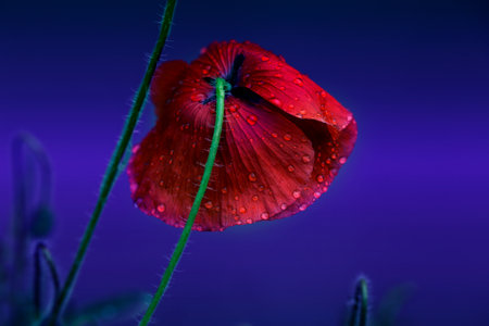 Papaver rhoeas common names include corn poppy, corn rose, field poppy, Flanders poppy, red poppy, red weed, coquelicot. Red Poppy flower with water drops. delicate red poppy flower in the drops of rainの写真素材