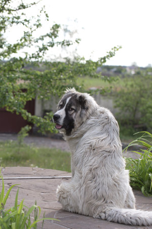 Cute Caucasian shepherd dog. Beautiful happy dog in a garden. Beautiful happy Caucasian shepherd dog...