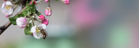 bee on a white flower on a tree. Bee picking pollen from apple flower. Bee on apple blossom. Honeybee collecting pollen at a flower blossomの写真素材