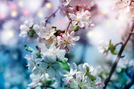 background with spring apple blossom. Blossoming branch in springtime Blooming apple tree in spring time.fresh Apple tree twig with flowers and leaves on gardenの写真素材