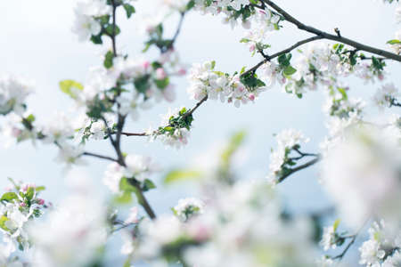 background with spring apple blossom. Blossoming branch in springtime Blooming apple tree in spring time.fresh Apple tree twig with flowers and leaves on gardenの写真素材