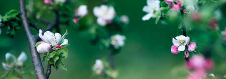 background with spring apple blossom. Blossoming branch in springtime Blooming apple tree in spring time.fresh Apple tree twig with flowers and leaves on gardenの写真素材