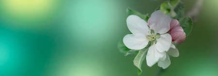 background with spring apple blossom. Blossoming branch in springtime Blooming apple tree in spring...