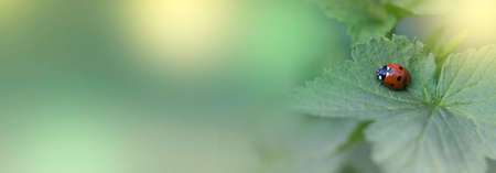 Ladybug on green leaf and green background. beetle ladybird sits on a green leafの写真素材