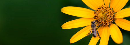 Fresh green grass with dew drops closeup. Nature background