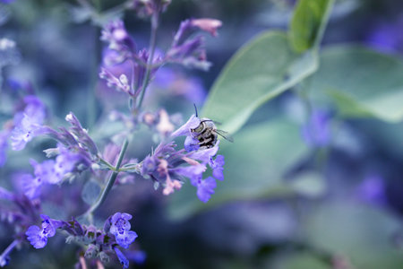 honey bee pollinating flowers of lilac close-up. Purple flowers and bee collecting nectar and...