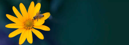 close up Bee on a yellow flower.の写真素材