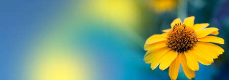 yellow summer flower. Banner.