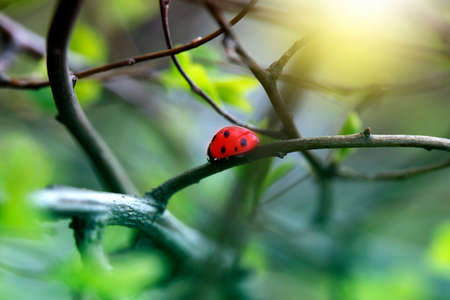 Ladybug on green leaf and green background. beetle ladybird sits on a green leafの写真素材