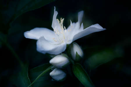 mock orange (false jasmine). False jasmine in bloom, ornamental white flower on shrub branch