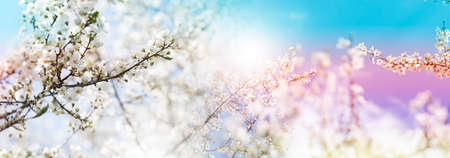 spring blossom background. Beautiful nature scene with blooming treeの写真素材