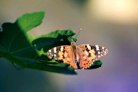 Beautiful image in nature of a butterfly on a flower. Butterfly, butterfly sitting on the flower.