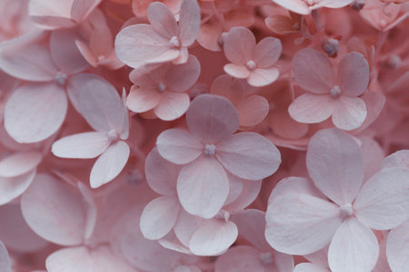 Beautiful colorful texture of flowers for designers. Hydrangea.flowering hydrangea, pastel color. beautiful flower textureの写真素材