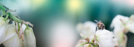 Honeybee collecting pollen at a white flower blossom. bee on a white flower on a treeの写真素材