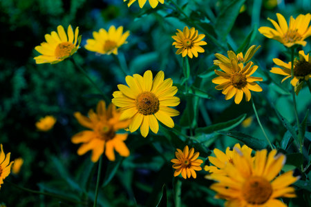 cute yellow summer flowers.delicate yellow flowers. fragile delicate yellow flowersの写真素材