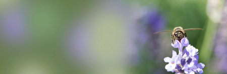 Macro of honey bee (Apis) feeding on a purple (violet) flower. A honey bee collecting pollenの写真素材