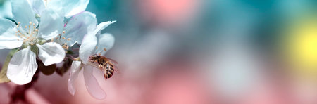 bee on a white flower on a tree.Bee picking pollen from apple flower.Bee on apple blossom.Honeybee collecting pollen at a white flower blossomの写真素材