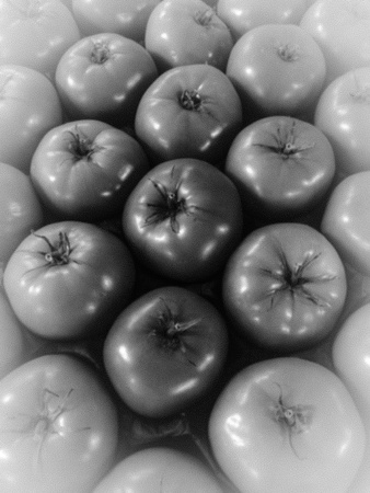 Fresh tomatoesの素材