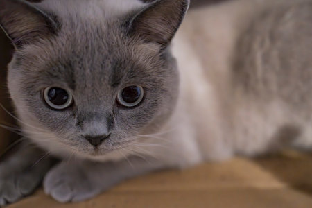 close-up portrait of a British Shorthair cat with big black eyes. The cat has a soft, fluffy coat and is looking directly at the camera.の写真素材
