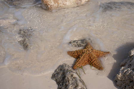 Exotic starfish, bathed by the Caribbean sea, it is a beautiful marine animal typical of the sea and the ocean, and that transmits happiness and relaxation, it is ideal for a vacation background or an aquarium.の写真素材