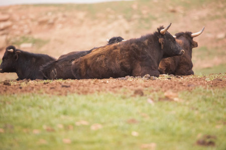 Spanish calves and bulls rest in the Spanish countryside, where they prepare their power with nobility and bravery making this animal that lives in the wild the logo of Spain.の写真素材