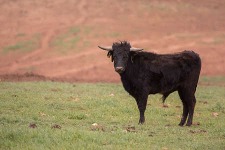 Black Spanish bull calf, breathing the healthy air of the Spanish countryside as it grows and increases the power of this animal in the wild life of the countryside, power that is characterized by bravery and nobility.の写真素材