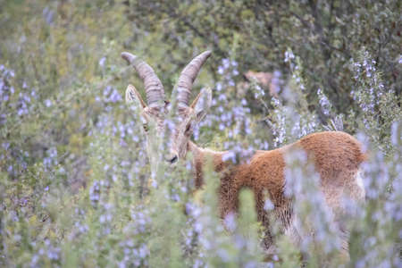Male Ibex in an eroded meadow full of flowers on the top of a mountain, where they live in freedom with thousands of mountain goats in the wild with other species of animals typical of the European continent.の写真素材
