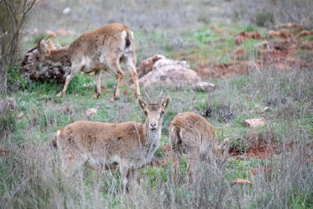 Ibex specimens in the mountain meadow, these mountain goats live in harmony in the mountains and high places due to their agility to climb and live in large communities and in wild life that they share with other species.の写真素材
