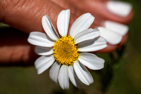Beautiful hand holding a daisy flower growing freely in the Spanish countryside, under the radiant spring and summer sun.の写真素材