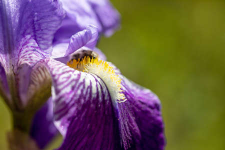 Wild blue flower growing freely in the field while a wasp eats its rich pollen, under the radiant Spanish sun.の写真素材