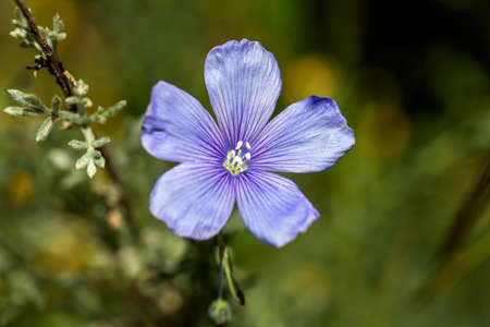Beautiful blue wildflower growing freely in the Spanish countryside, under the radiant summer sun of Spain.の写真素材