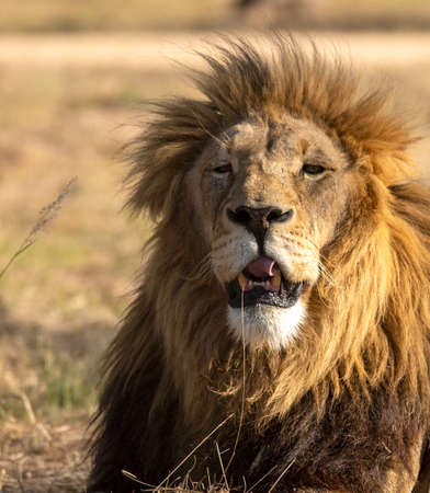 The lion king looking at the great predator of the African savannah, enjoying the last hours of sunset before starting his hunt in the reserves of South Africa.の写真素材