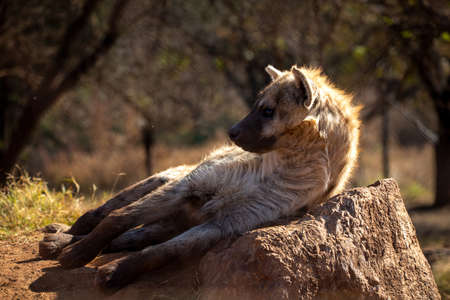 Hyena resting from the hot African sun of South Africa on top of a rock in its den, where this large predator recovers energy to hunt in the beautiful African sunset.の写真素材