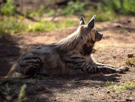 Hyena adult under the shade of a tree sheltering from the sun of the African savannah in South Africa, this large predator recovers its energy to hunt in the beautiful African sunset.の写真素材