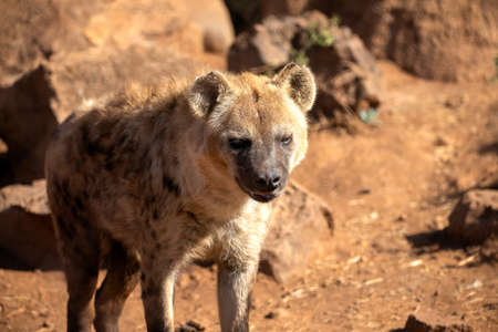 hyena just awakened from her nap and ready to hunt in the african savanna of south africa, as the hot and radiant rays of the sun begin to fade in a beautiful african sunset.の写真素材